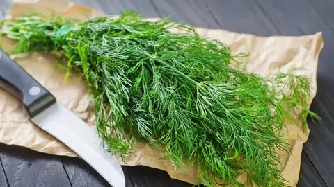 فروش شوید خشک صادراتی
